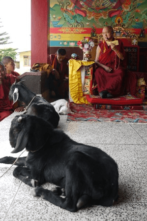 Animal Sanctuary